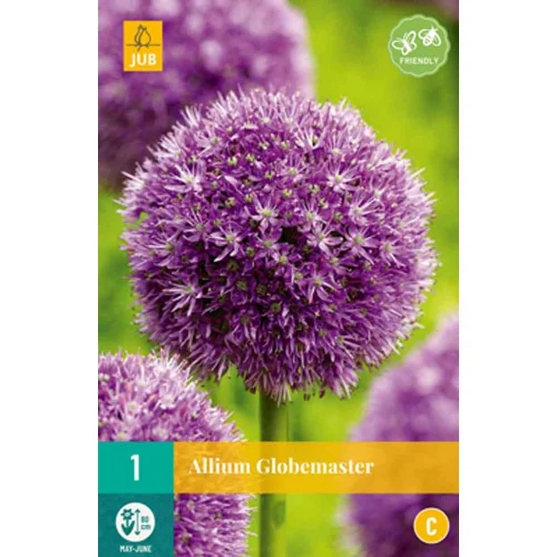 1 allium globemaster calibre : 18/20