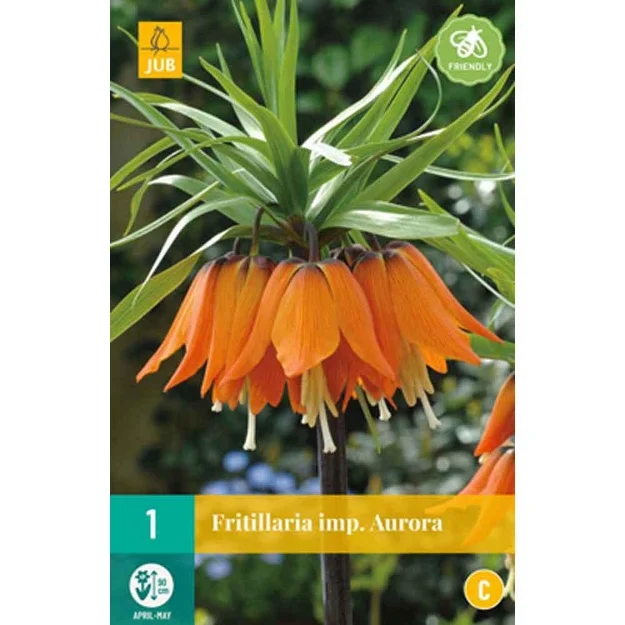 1 fritillaria aurora calibre : 20/24