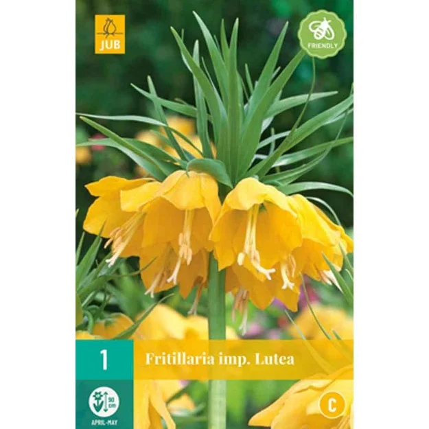 1 fritillaria lutea calibre : 20/24