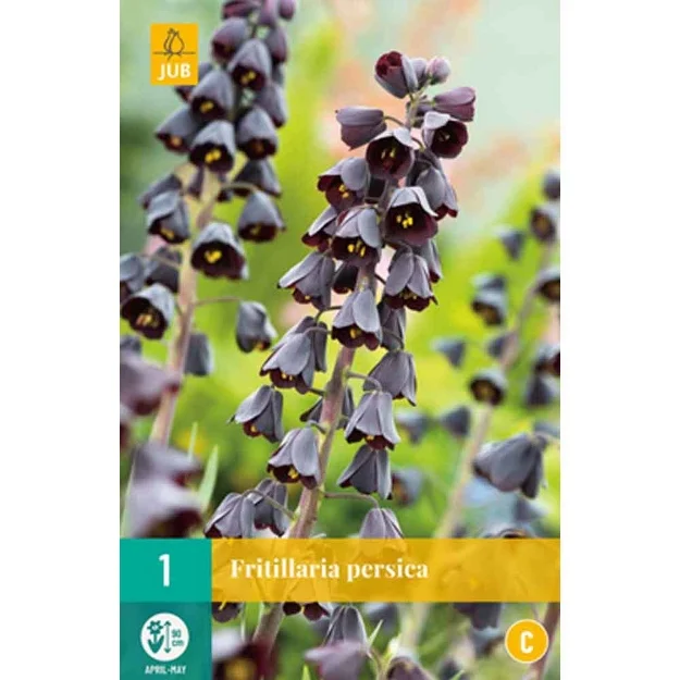 1 fritillaria persica calibre : 20/24