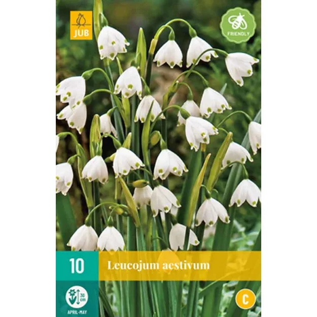 10 leucojum aestivum calibre : 8/9