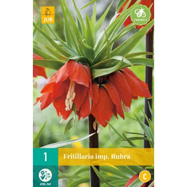 1 fritillaria rubra calibre : 20/24