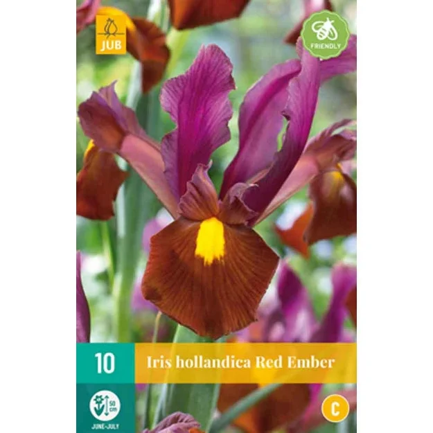 10 iris hollandica red ember nj calibre : 7/8