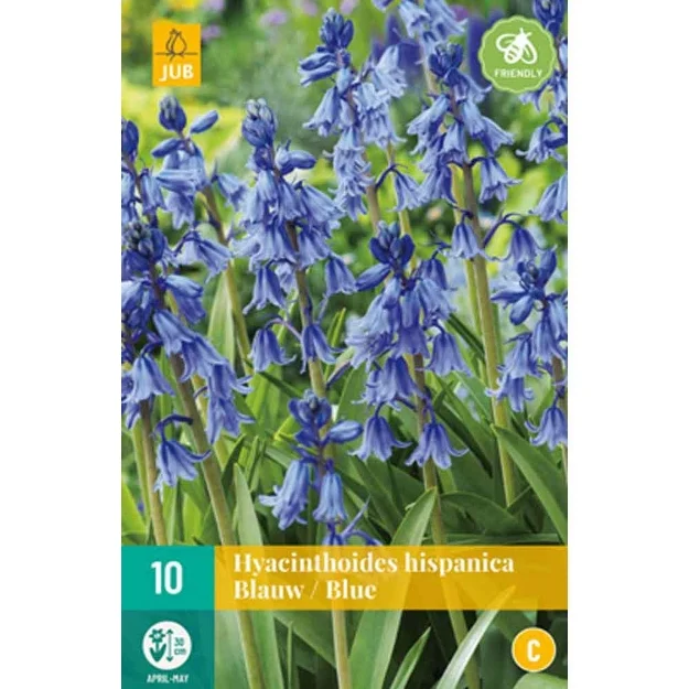 10 hyacinthoides hisp. bleu calibre : 8/10