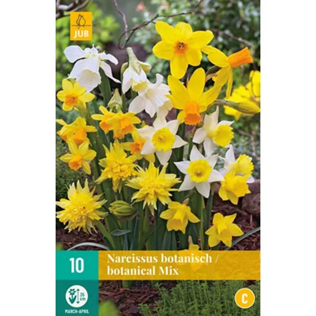 10 narcisses botanique micalibre : 10/12