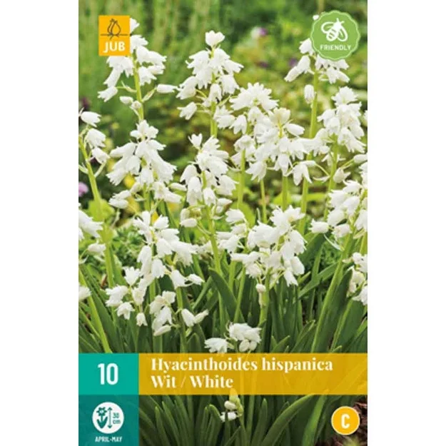 10 hyacinthoides hisp. blanc calibre : 8/10