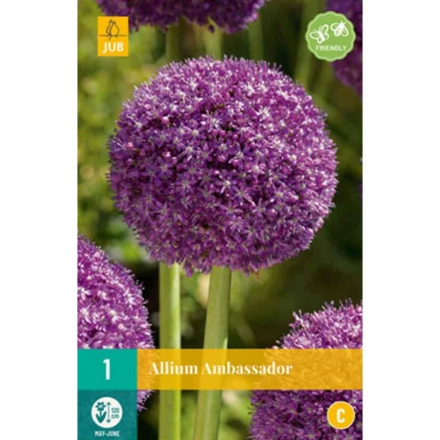 1 allium ambassador calibre : 18/20