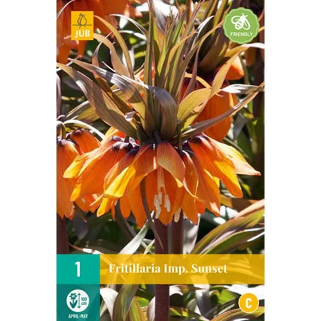 1 fritillaria sunset calibre : 20/24
