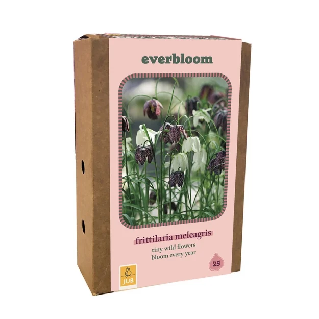 1 BOITE 25 EVERBLOOM FRITILLARIA MELEAGRIS 6/7