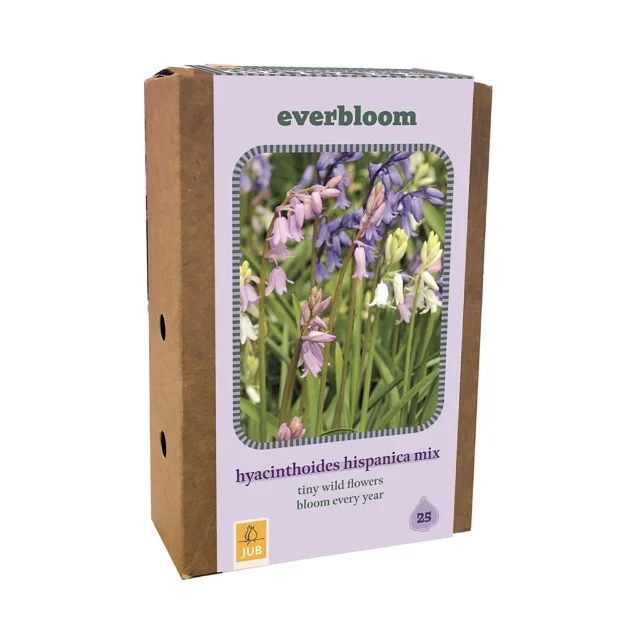 1 BOITE 25 EVERBLOOM HYACINTHOIDES HISP. MI7/8