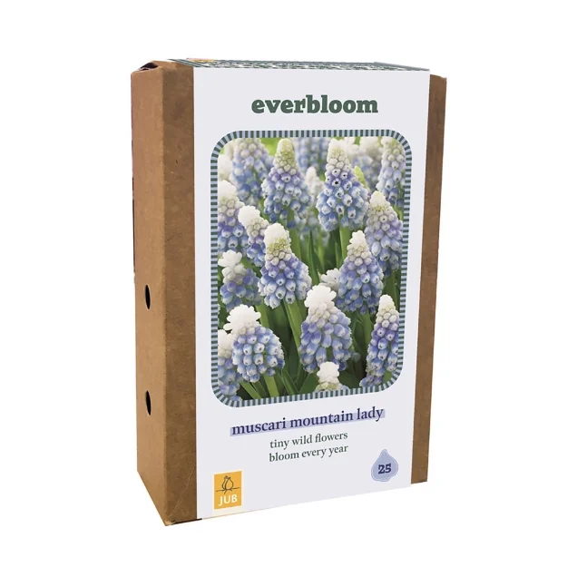 1 BOITE 25 EVERBLOOM MUSCARI MOUNTAIN LADY 7/8