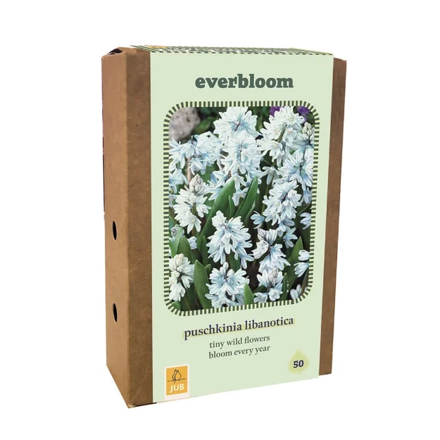 1 BO50 EVERBLOOM PUSCHKINIA LIBANOTICA 6/7