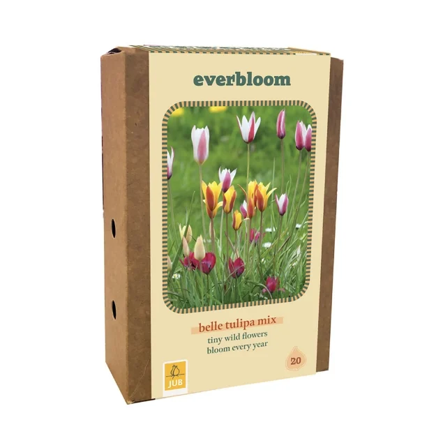 1 BOITE 20 EVERBLOOM TULIPA BELLE TULIPA MI6/+