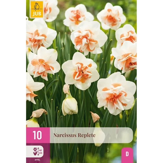 10 NARCISSUS REPLETE 10/12