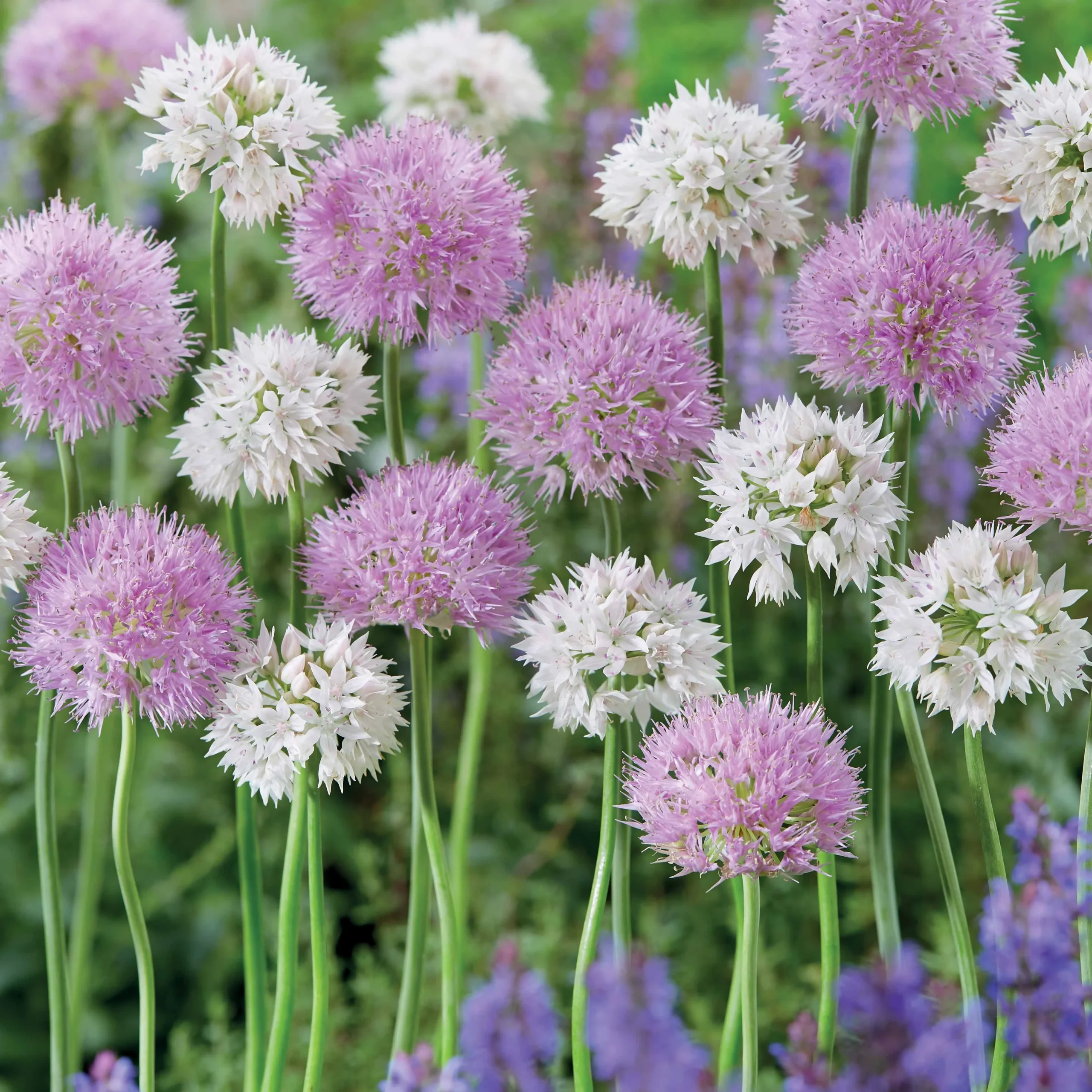 10 Alliums Rosy DreamAllium carolinianum rosy dream
