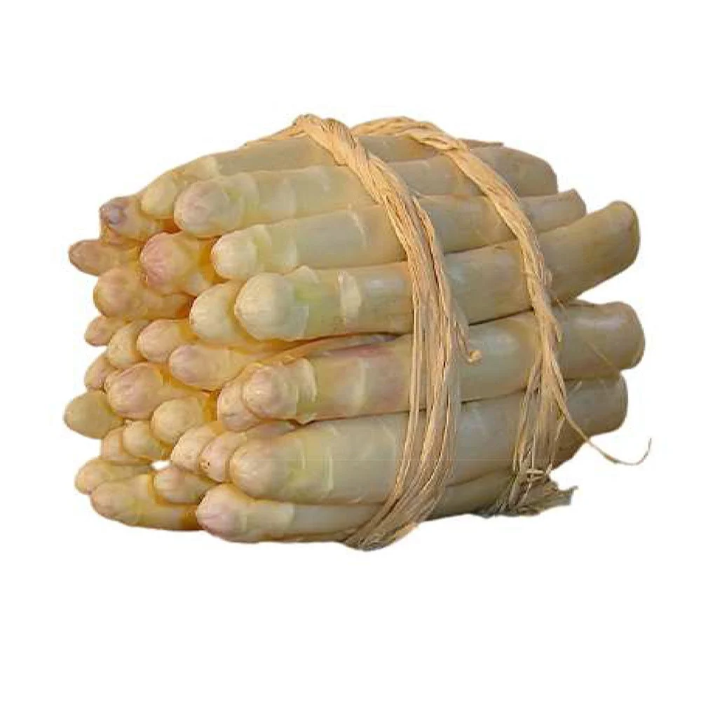 10 Asperges ArgenteuilAsparagus officinalis argenteuil