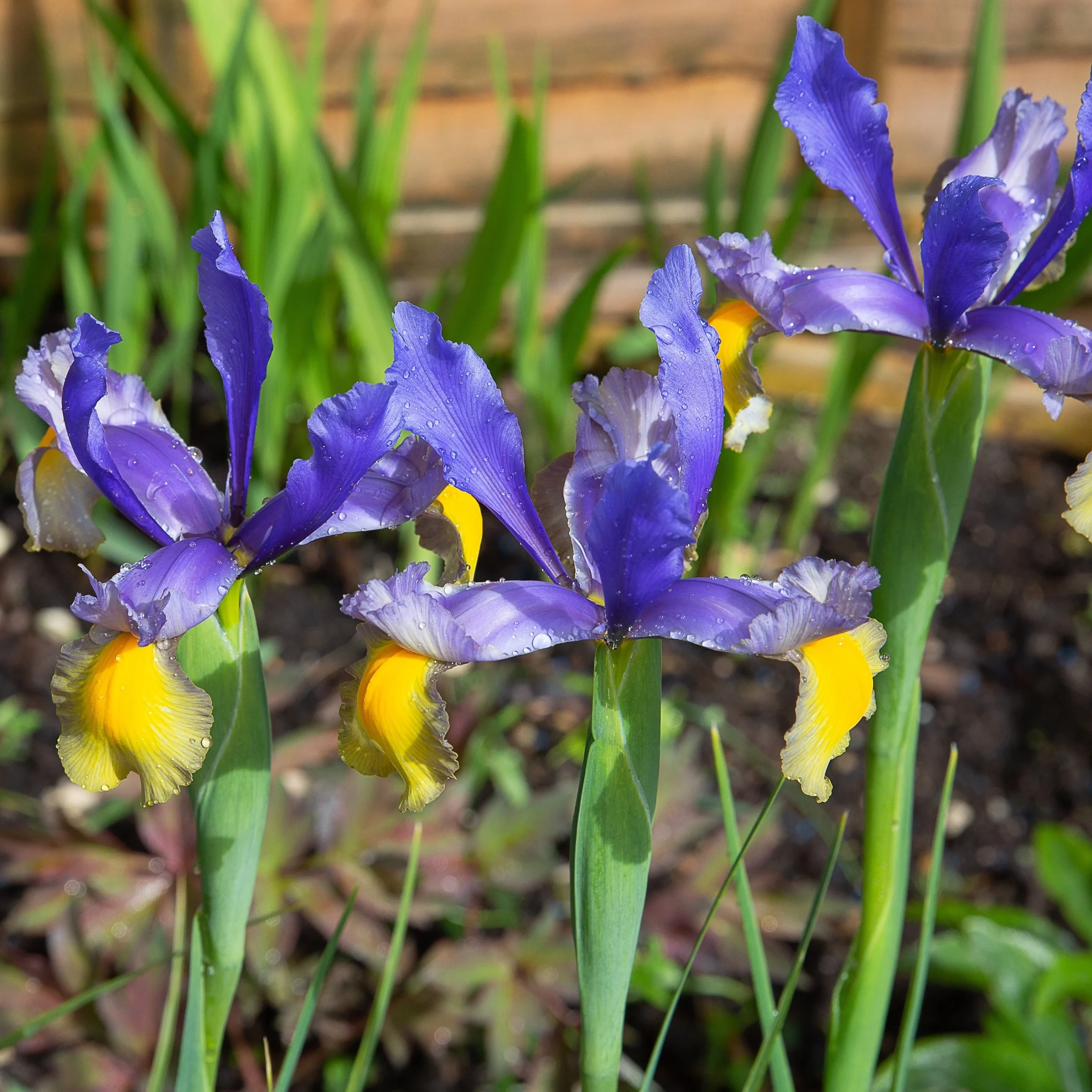 10 Iris de Hollande Frans HalsIris hollandica 'frans hals'