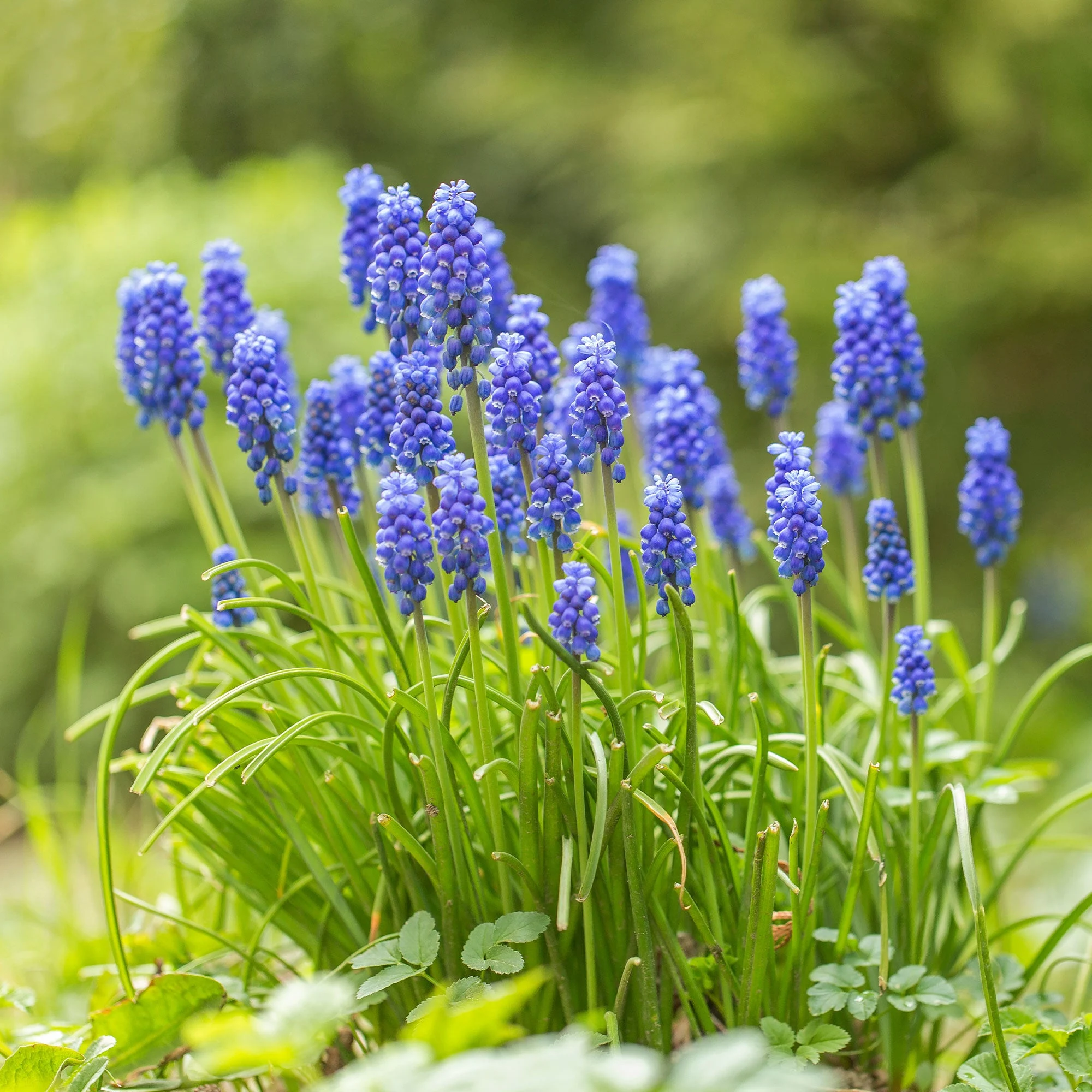 10 Muscaris bleusMuscari armeniacum