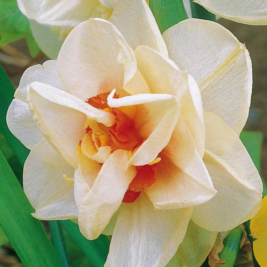 10 Narcisses à fleurs doubles AcropolisNarcissus acropolis