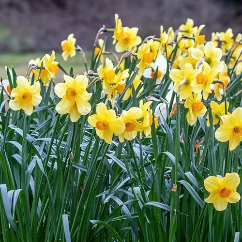 10 Narcisses FortuneNarcissus fortune