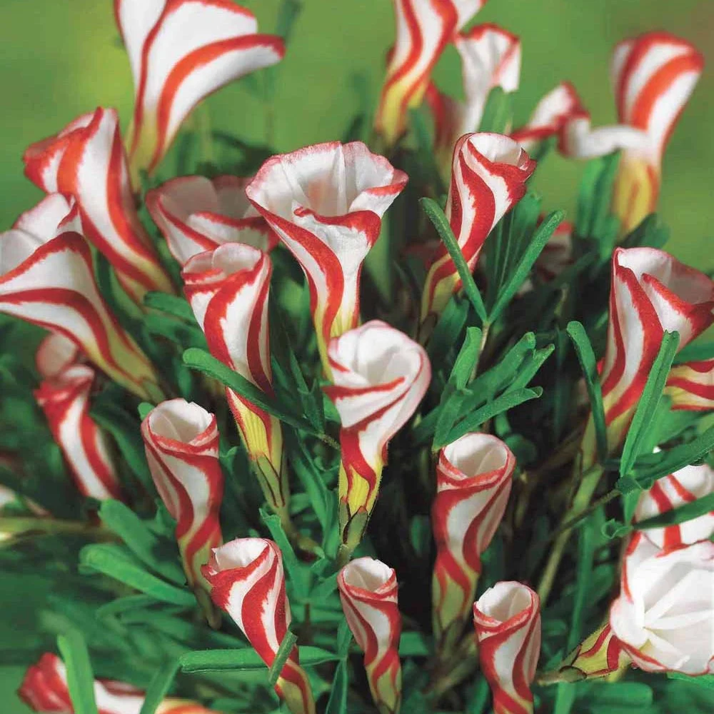 10 Oxalis striésOxalis versicolor