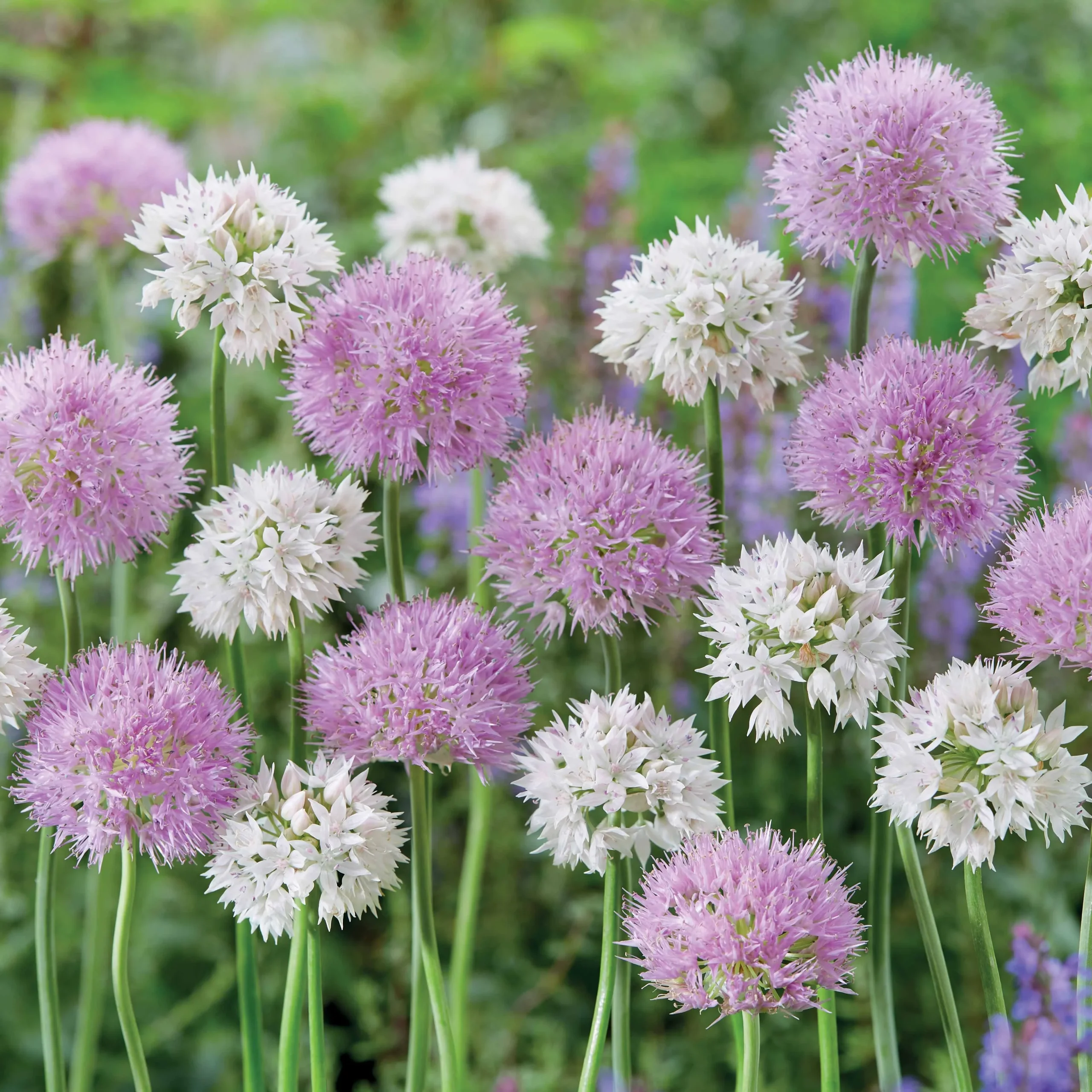 10 Alliums Graceful BeautyAllium graceful beauty