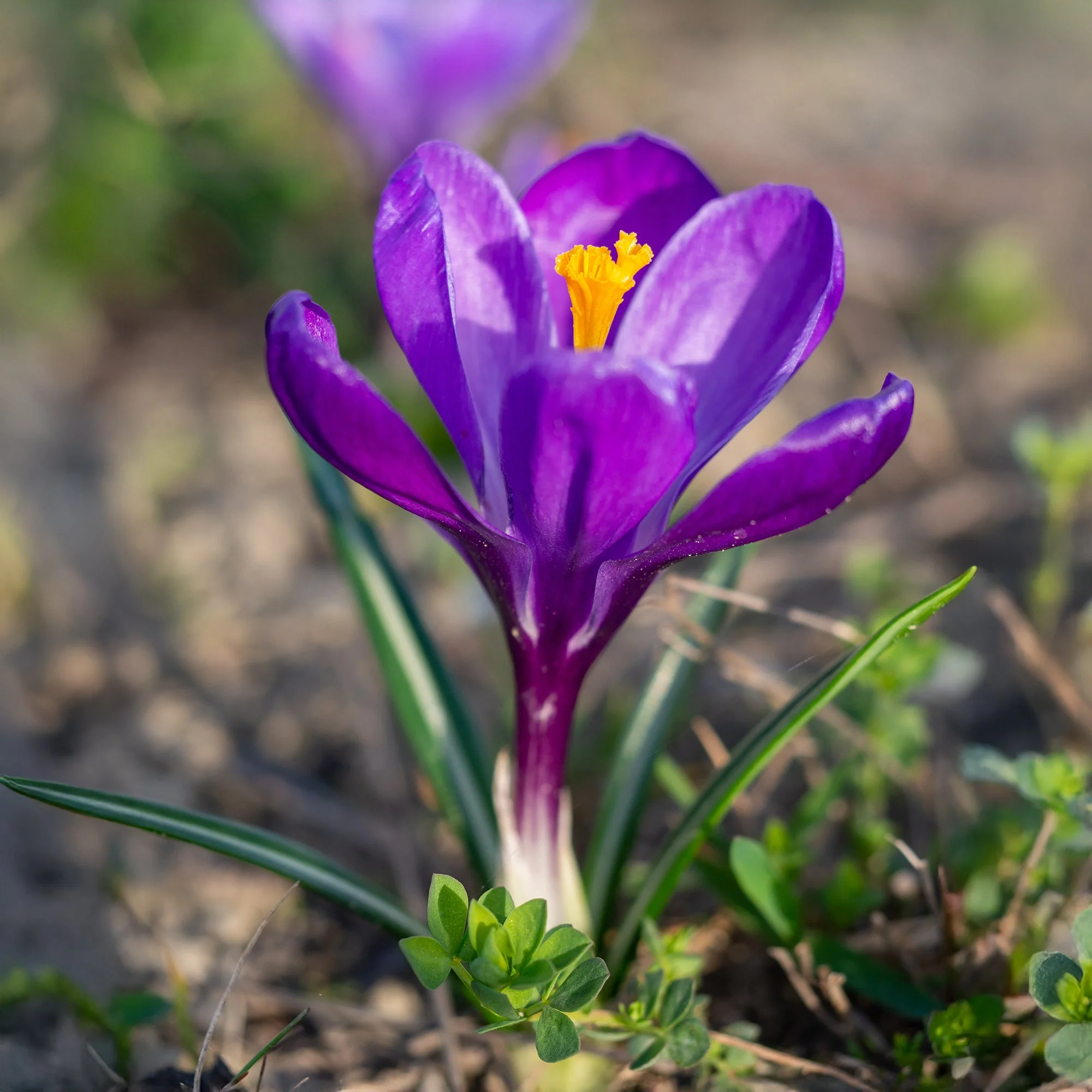 15 Crocus Flower RecordCrocus vernus flower record
