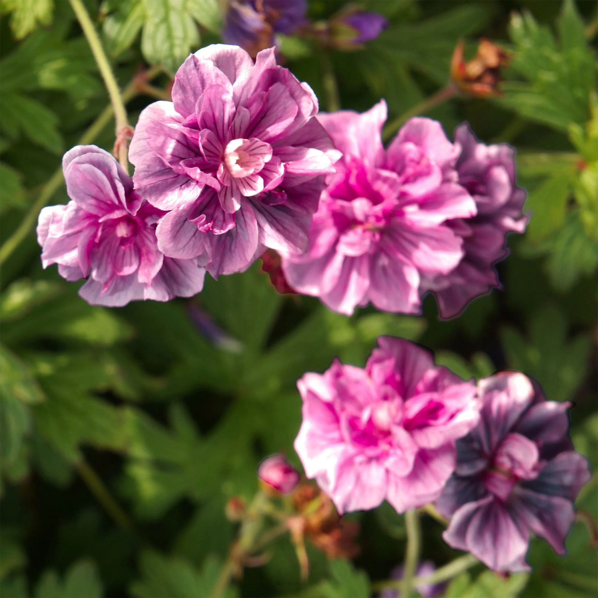 2 Géraniums vivaces doubles rosesGeranium himalayense birch double