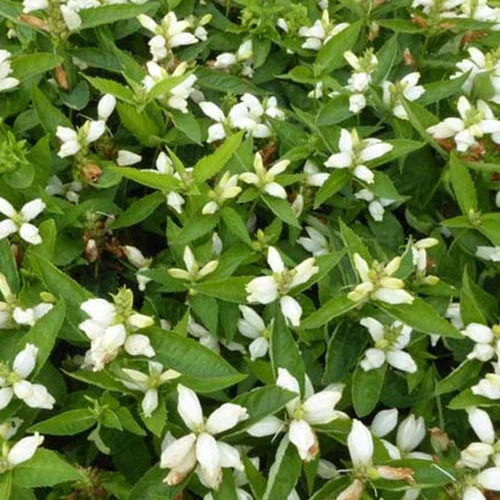 2 Garvineas jaunesChelone obliqua alba