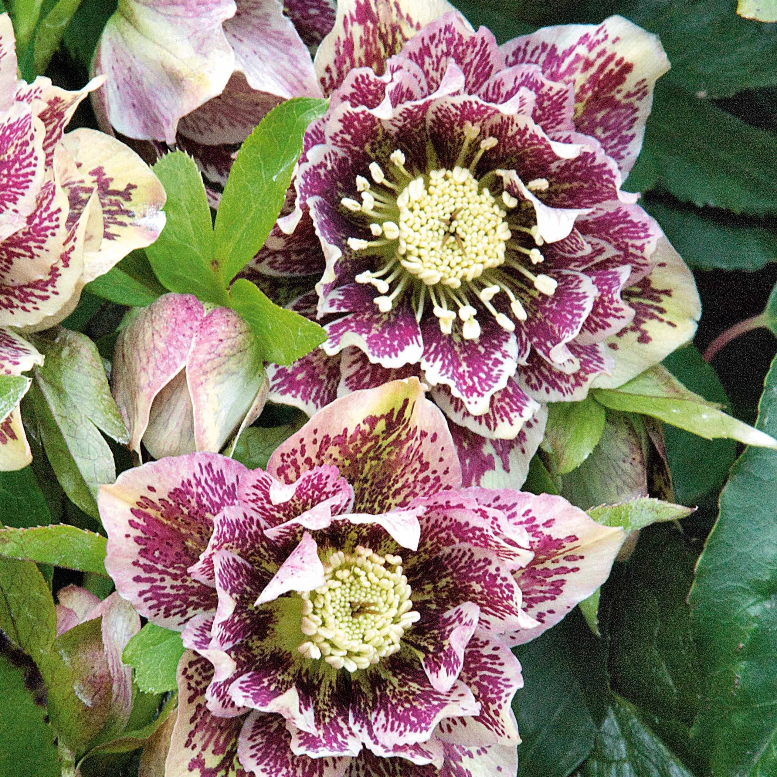 2 Hellébores doubles blanches spottedHelleborus orientalis Double Ellen White Spotted