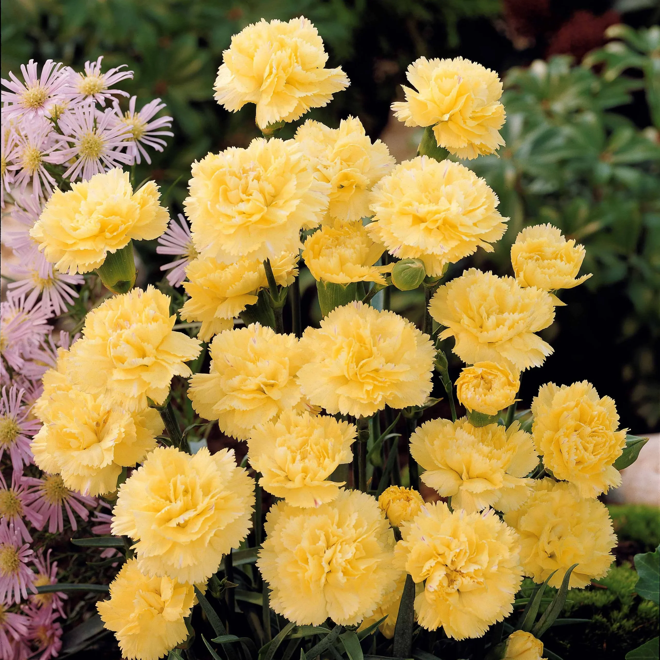 2 Œillets Grenadin JauneDianthus caryophyllus grenadin yellow