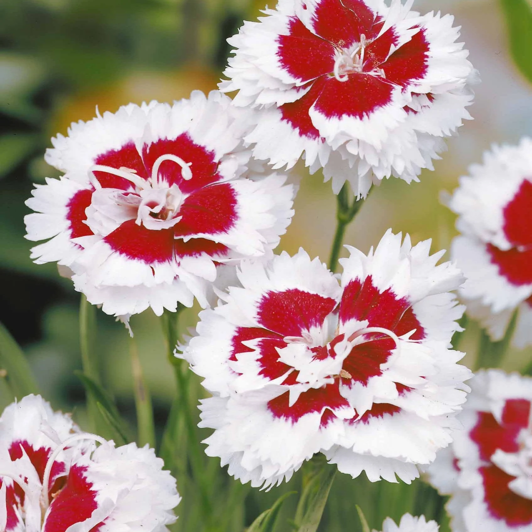 2 Œillets spiculifoliusDianthus spiculifolius