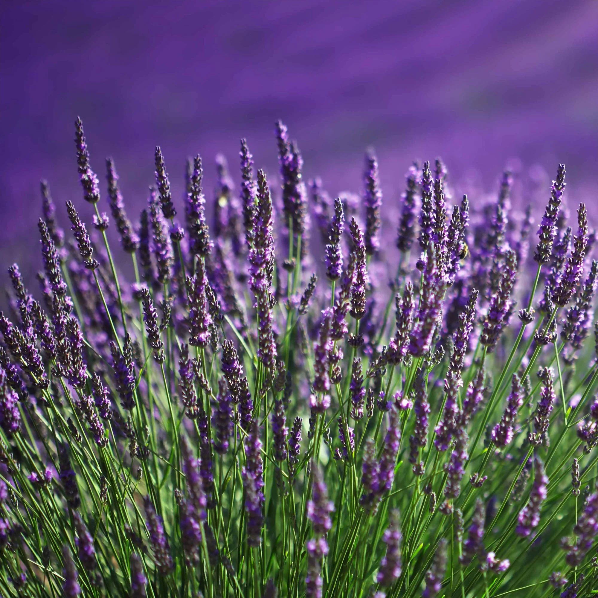 2 Lavandes bleuesLavandula angustifolia