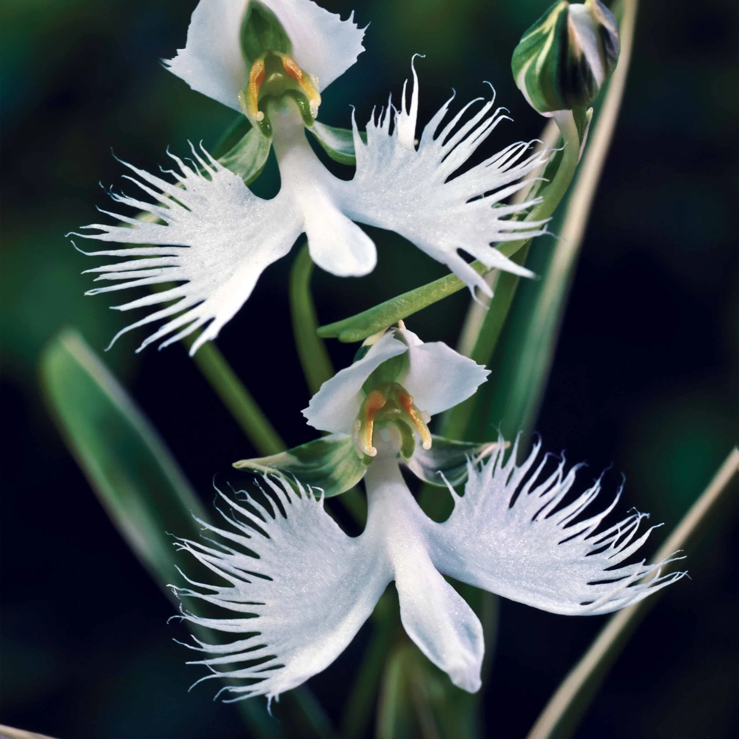 2 Orchidées ColombeHabenaria radiata