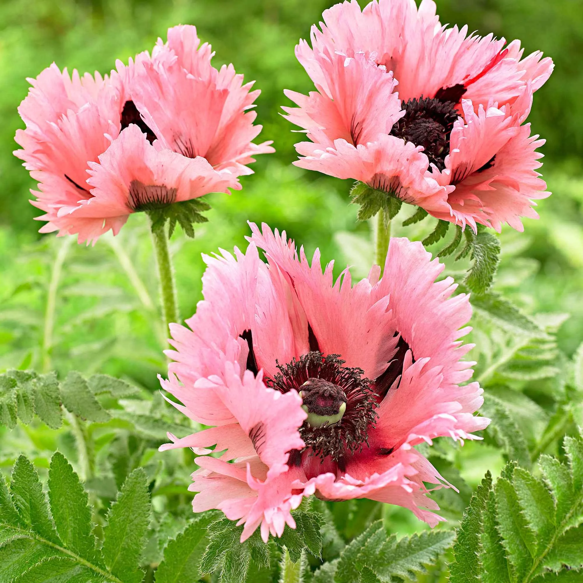 2 Pavots d'Orient Pink PerfectionPapaver orientale Pink Perfection