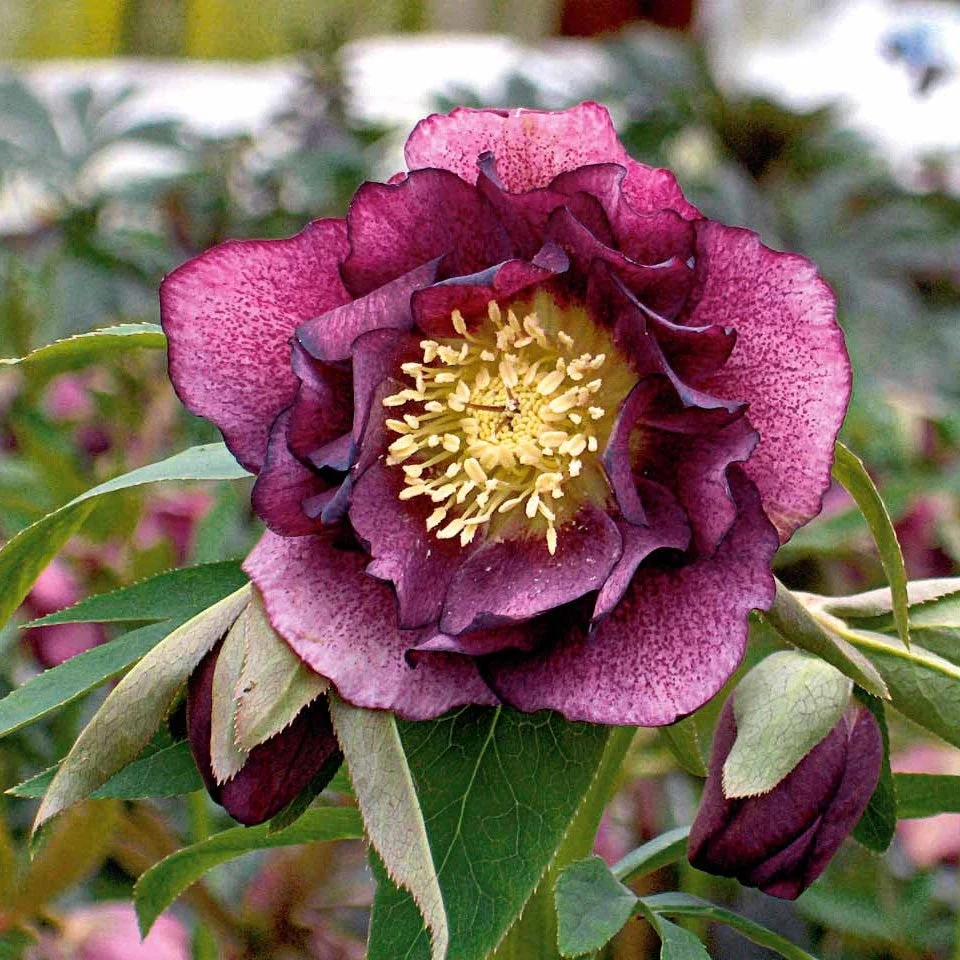 2 Roses de Noël doubles violetteHelleborus orientalis double ellen red
