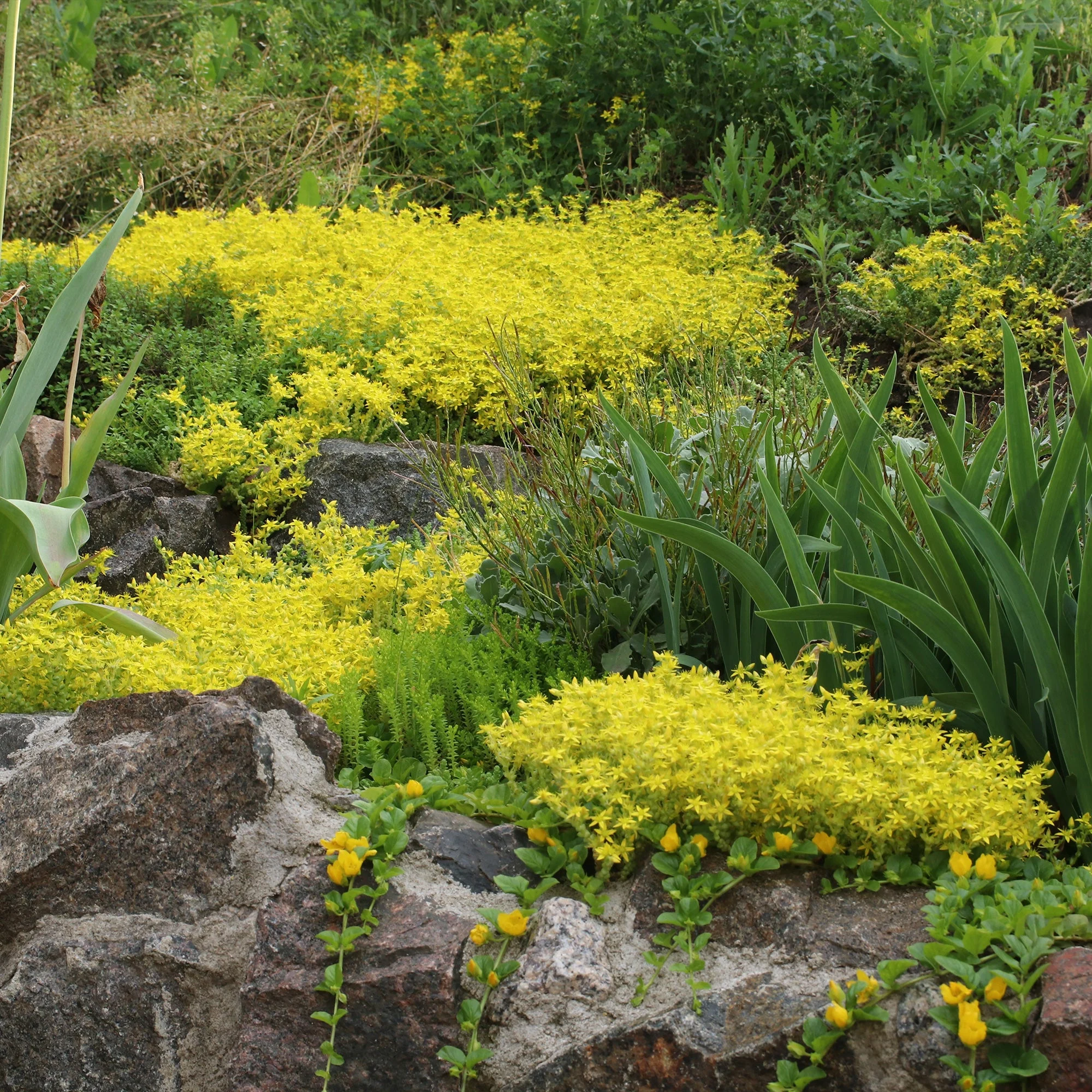 2 Sedum acre - Poivre des muraillesSedum acre