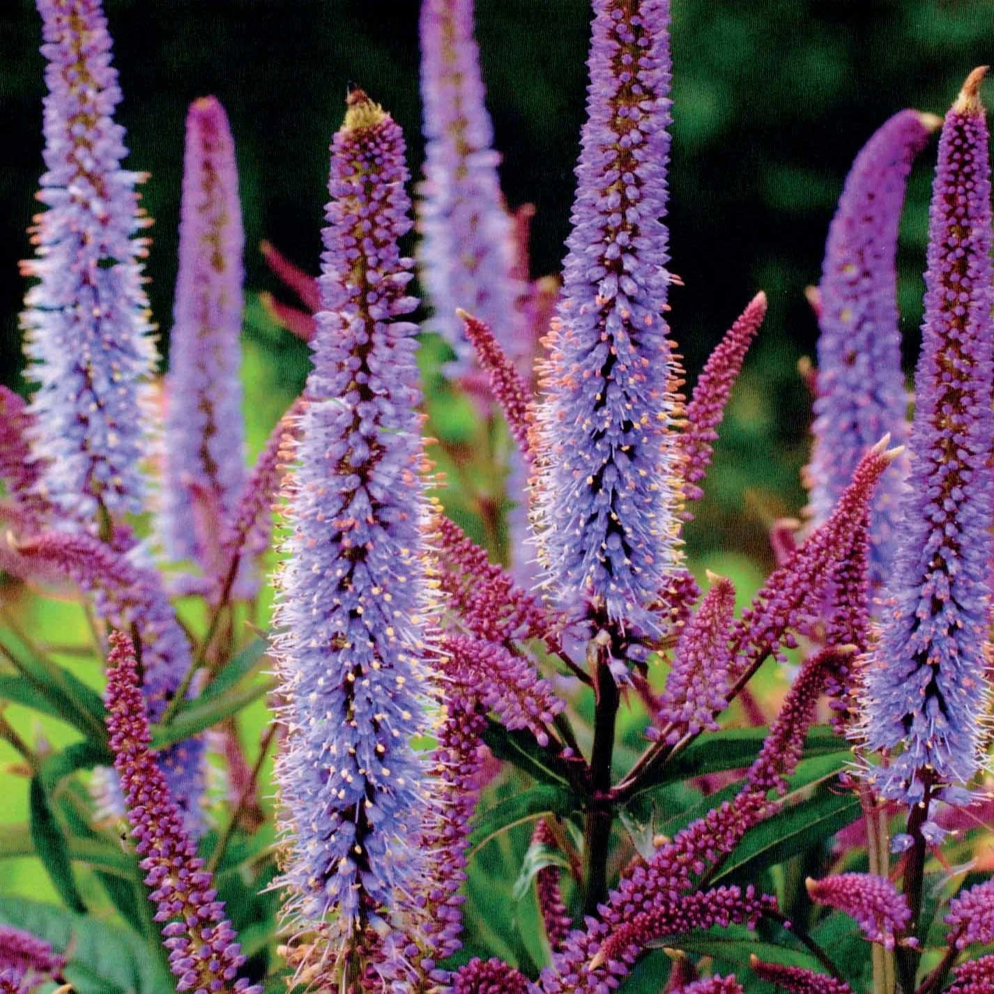 2 Véroniques de Virginie CupidVeronicastrum virginicum cupid