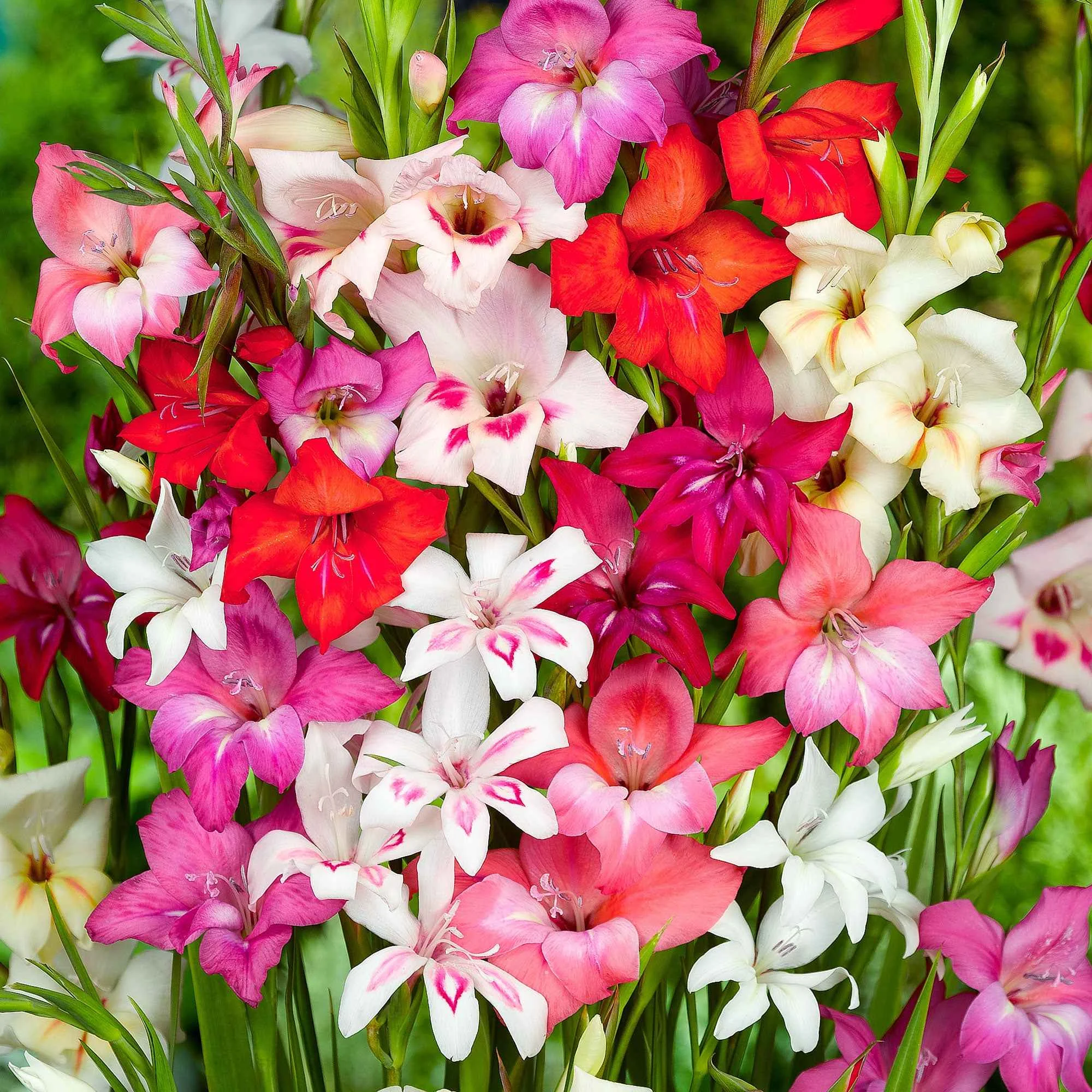 20 Glaïeuls nains en mélangeGladiolus nanus