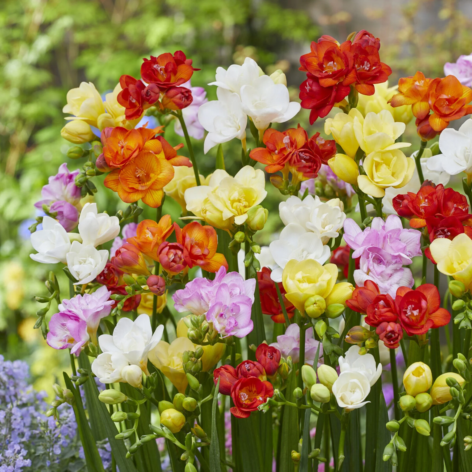 25 Freesias à fleurs doubles en mélangeFreesia