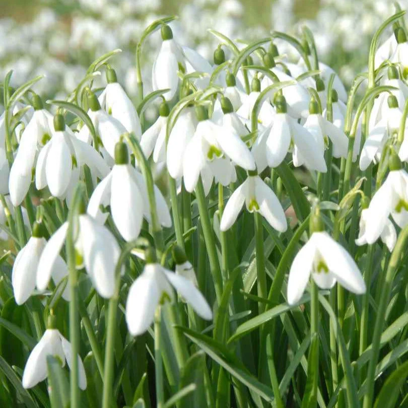 25 Perce-neige simplesGalanthus nivalis