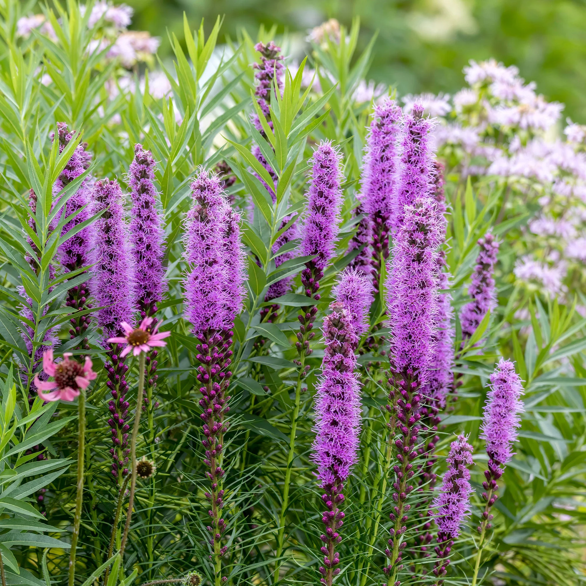 25 Plumes du KansasLiatris spicata