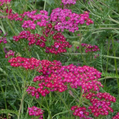 3 Achillées MondpagodeAchillea hybride mondpagode