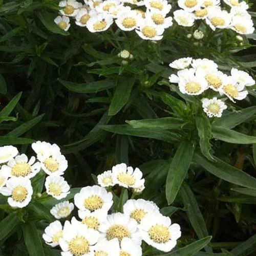 3 Achillées sternutatoires Nana CompactaAchillea ptarmica nana compacta