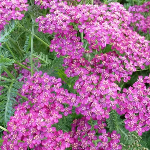 3 Achillées VelourAchillea hybride velour