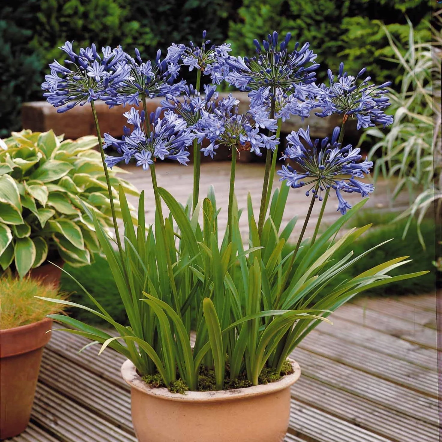 3 Agapanthes bleuesAgapanthus umbellatus