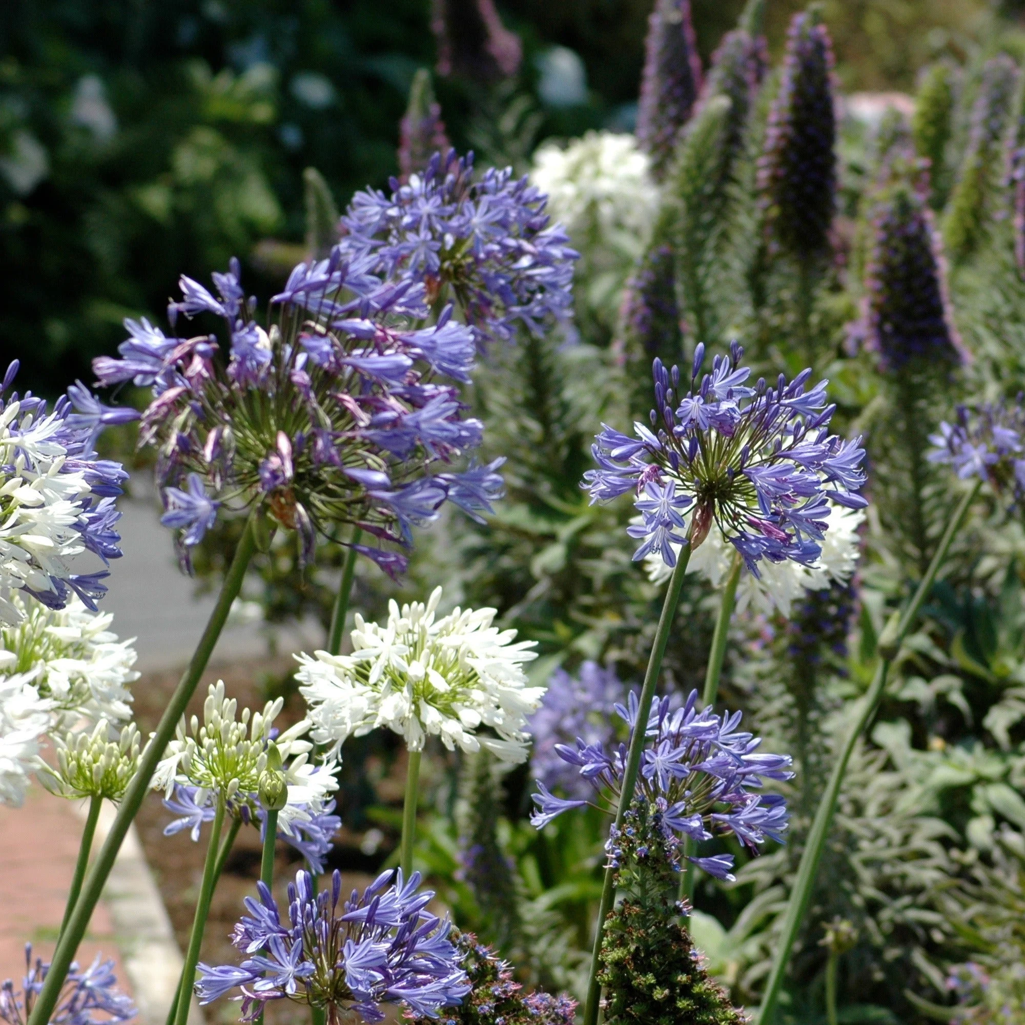 3 Agapanthes violettes et blanche en mélangeAgapanthus