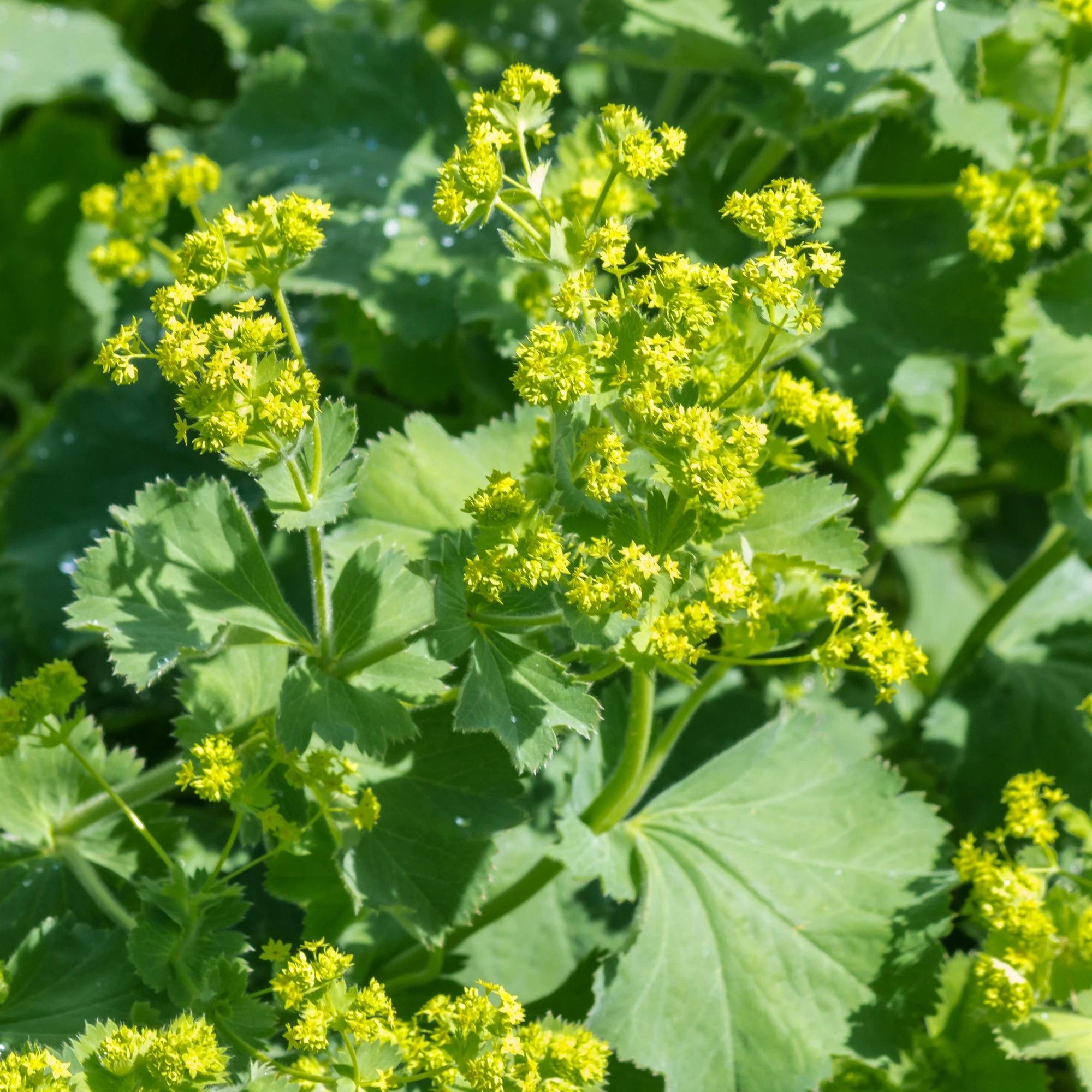 3 AlchemillesAlchemilla mollis