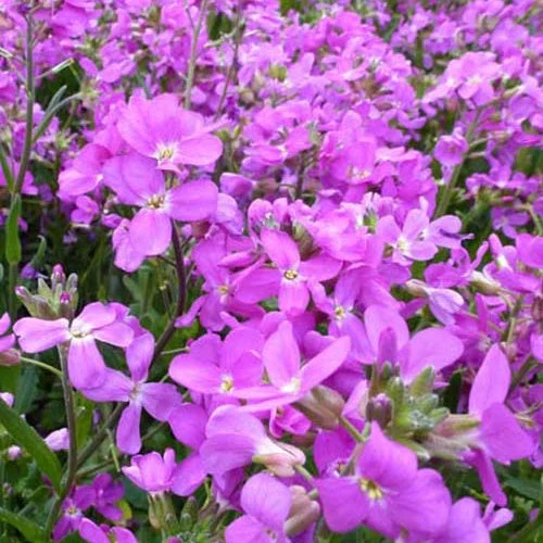 3 Arabettes de Californie FruhlingszauberArabis blepharophylla fruhlingszauber