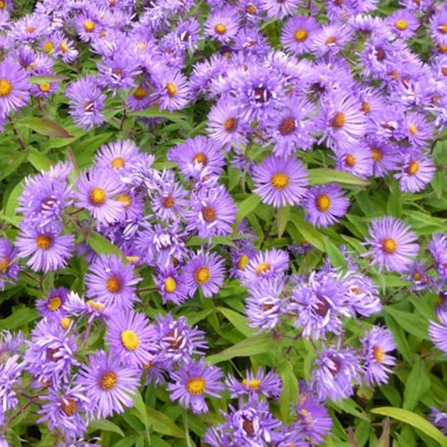 3 Astères de Nouvelle-Angleterre Barrs BlueAster novae-angliae barrs blue